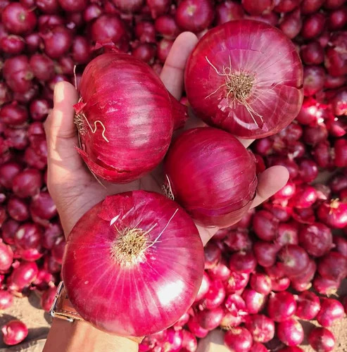 Fresh Export Quality Red Onions